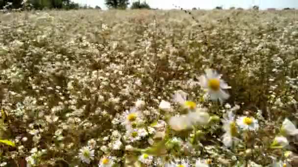 Çayırda Yaz Çiçekleri Yetişir Yararlı Şifalı Bitkiler Güneşte Büyüyen Papatyaları — Stok video