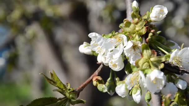 Λευκά Ανθισμένα Άνθη Κερασιάς Λικνίζονται Στον Άνεμο Μέλισσες Γονιμοποιούν Ανθισμένα — Αρχείο Βίντεο