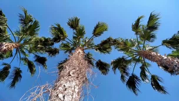 Aşağıdan Yukarıya Avuç Içi Videoları Hurma Ağacının Alt Tarafında Arka — Stok video