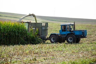 Lutsk, Ukrayna - 11 Eylül 2021. Mısırları birleştirip mısır tarlasına kamyonete atıyor. Tarım işi için ekin biçme makinesiyle tohum ekiyorum. Mısır hasat mevsiminde traktör işi.