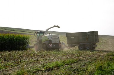 Lutsk, Ukrayna - 11 Eylül 2021. Mısırları birleştirip mısır tarlasına kamyonete atıyor. Tarım işi için ekin biçme makinesiyle tohum ekiyorum. Mısır hasat mevsiminde traktör işi.