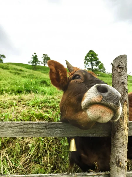 美丽而好奇的棕色和白色奶牛在村庄院子 绿草和树木的背景下看着相机 农场动物的肖像 农村生活的概念 — 图库照片