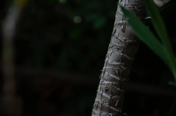 Textura Hojas Verdes Tronco Dracaena Con Espacio Copia Cultivo Plantas — Foto de Stock