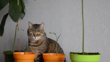 Yeşil gözlü kahverengi çizgili kedi saksıların arasında oturuyor. Komik kedi ev bitkilerine zarar vermek ve yemek istiyor. Evcil hayvanlarla yaşam kavramı. Kopya alanı olan rahat ev arkaplanı pankartı.