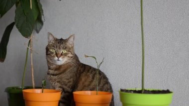 Yeşil gözlü kahverengi çizgili kedi saksıların arasında oturuyor. Komik kedi ev bitkilerine zarar vermek ve yemek istiyor. Evcil hayvanlarla yaşam kavramı. Kopya alanı olan rahat ev arkaplanı pankartı.