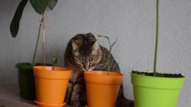 Yeşil gözlü kahverengi çizgili kedi saksıların arasında oturuyor. Komik kedi ev bitkilerine zarar vermek ve yemek istiyor. Evcil hayvanlarla yaşam kavramı. Kopya alanı olan rahat ev arkaplanı pankartı.
