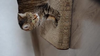 Konforlu ev ortamında Kedi Pençelerini Keskinleştiren Oyuncu Tekir Kedi Çizici