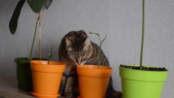Hnědě Pruhovaná Kočka Zelenýma Očima Sedí Mezi Květináči Legrační Kočka — Stock video