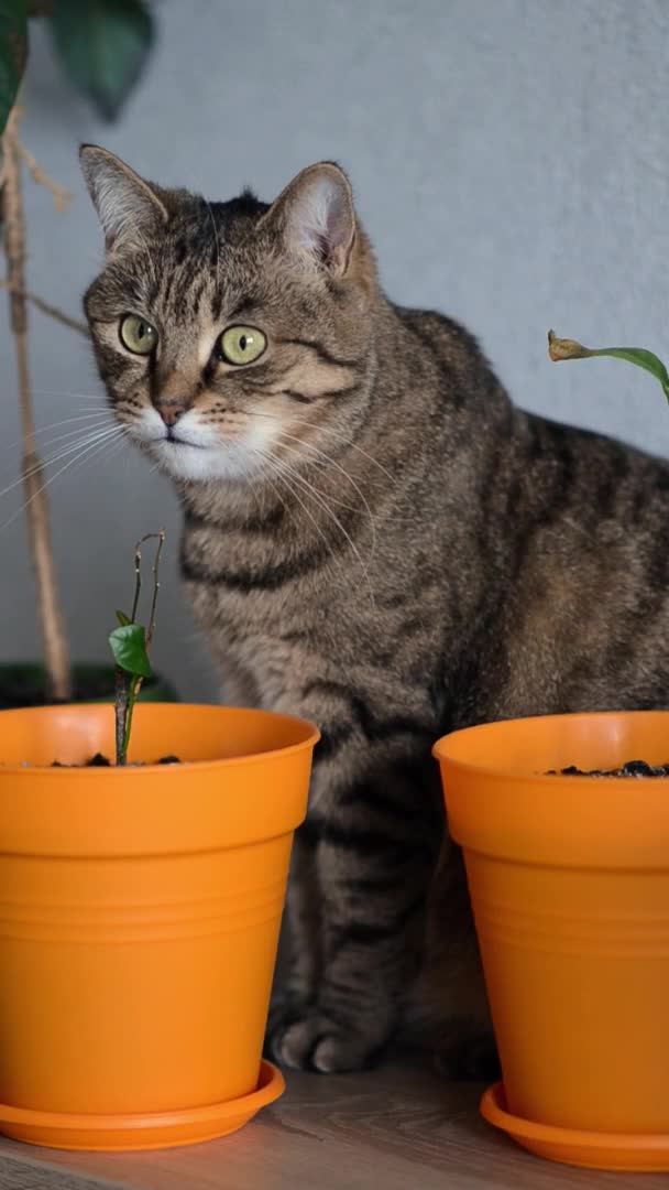 Brązowy Kot Paski Zielonymi Oczami Siedzi Między Doniczkami Kwiatów Śmieszny — Wideo stockowe