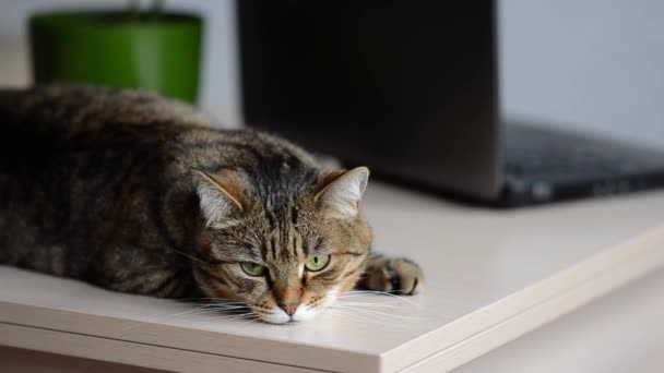 노트북 탁자에 있습니다 집에서 일하는 고양이의 — 비디오