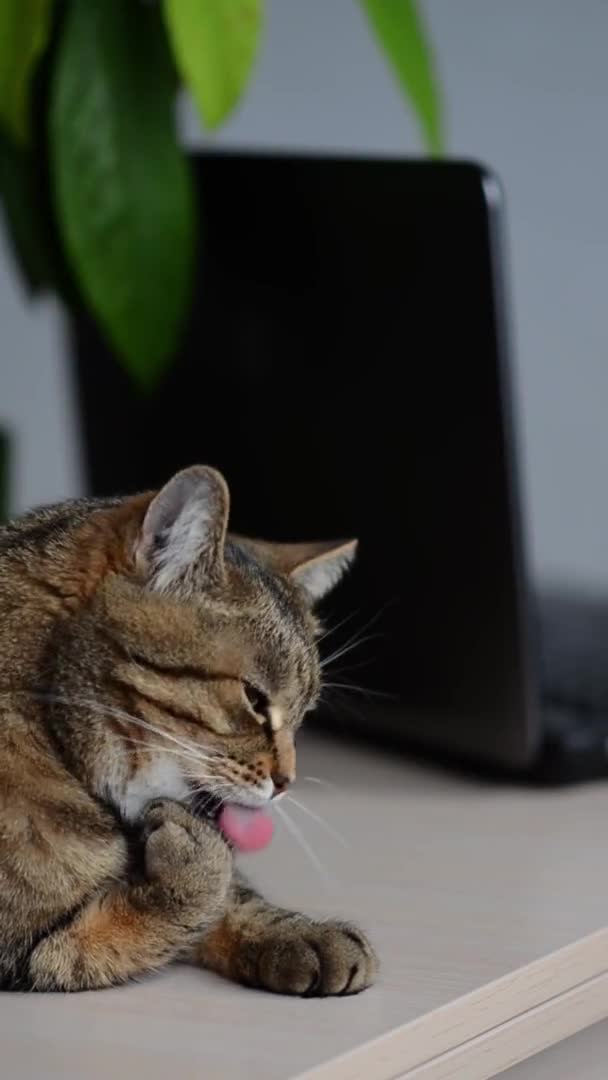 ノートパソコンの横のテーブルに横になり花を咲かせ彼女の足をなめるのです ペットと一緒に自宅で仕事の概念 緑の目をした茶色の猫の肖像画 コピースペースと居心地の良い家の背景のバナー — ストック動画