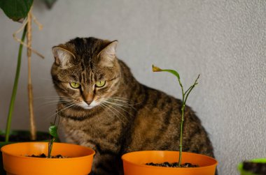 Yeşil gözlü kahverengi çizgili kedi saksıların arasında oturuyor. Komik kedi ev bitkilerine zarar vermek ve yemek istiyor. Evcil hayvanlarla yaşam kavramı. Kopya alanı olan rahat ev arkaplanı pankartı.