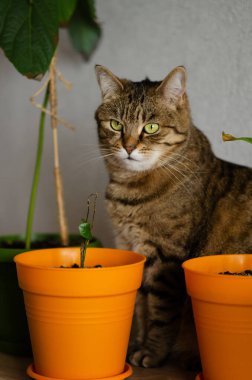 Yeşil gözlü kahverengi çizgili kedi saksıların arasında oturuyor. Komik kedi ev bitkilerine zarar vermek ve yemek istiyor. Evcil hayvanlarla yaşam kavramı. Kopya alanı olan rahat ev arkaplanı pankartı.