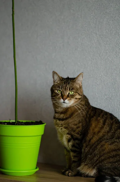 Gato Rayas Marrón Con Ojos Verdes Sienta Entre Macetas Flores —  Fotos de Stock