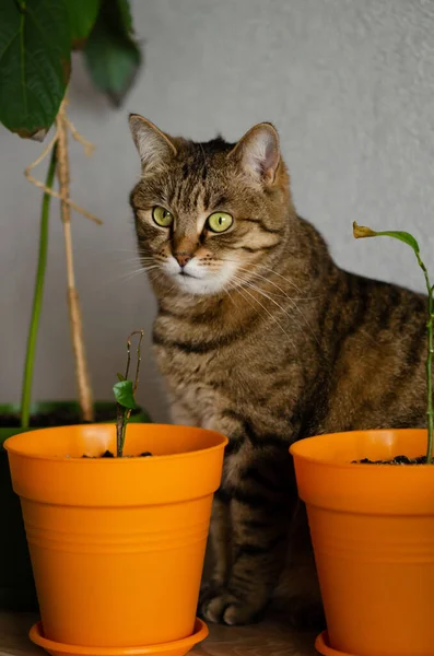 Yeşil gözlü kahverengi çizgili kedi saksıların arasında oturuyor. Komik kedi ev bitkilerine zarar vermek ve yemek istiyor. Evcil hayvanlarla yaşam kavramı. Kopya alanı olan rahat ev arkaplanı pankartı.