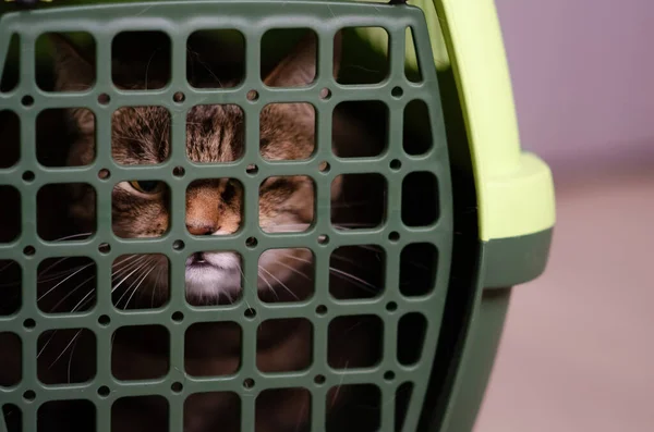 Foco Seletivo Gaiola Plástico Transportando Para Gato Gato Marrom Mal — Fotografia de Stock