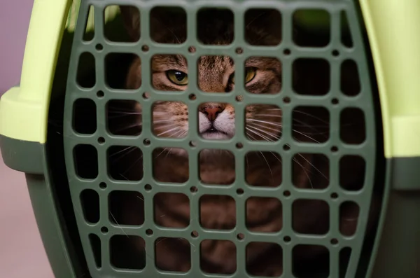 Selektivt Fokus Plastburar För Katt Rädd Ond Brun Katt Sitter — Stockfoto