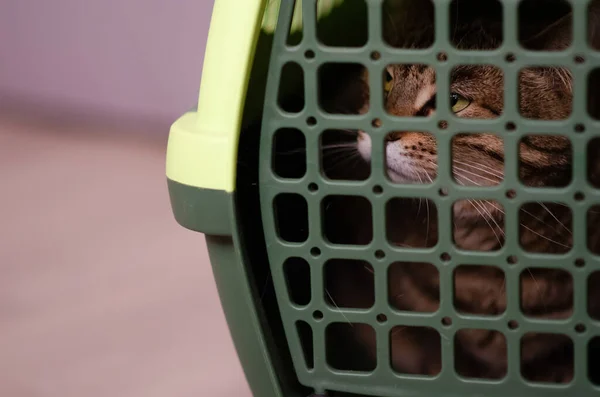 Foco Seletivo Gaiola Plástico Transportando Para Gato Gato Marrom Mal — Fotografia de Stock
