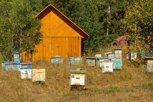 Small Apiary Colored Bee Hives Summer Day — Stock Photo, Image