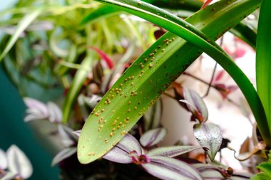 Plant pests. Diaspididae on long leaves of a houseplant. clipart