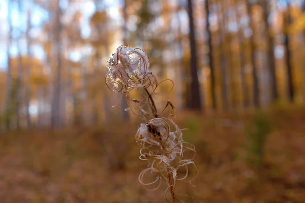 Torrt gräs i skogen, suddig bakgrund. Vackra torkade blommor — Stockfoto