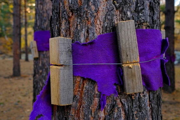 Protecting Pine Bark Damage Homemade Wooden Planks Attached Tree — Stock Photo, Image