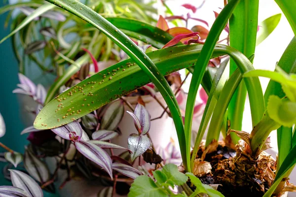 The scabbard is the enemy of plants on a long indoor leaf. A pest of indoor plants. Blurred background.