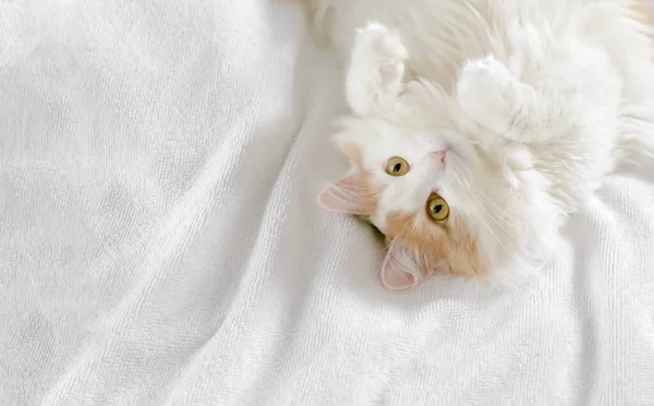 Närbild av en söt vit katt på ryggen på en vit frotté blad. Kopiera utrymme bakgrund — Stockfoto