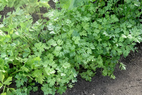 黒土の庭のベッドで成長している新鮮な緑のパセリ。自然背景、トップビュー、コピースペース — ストック写真