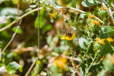 Sarı karahindiba ve arı. Bal arısı bir karahindiba çiçeğinden nektar toplar. Sarı karahindiba çiçeklerini kapatın..