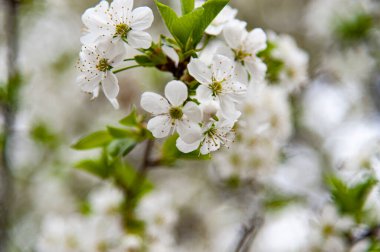 Çiçek açan kiraz dalı, bulanık arka plan, saç kesimine uygun çiçeğe odaklan, bahar tebrik kartları, anneler günü, kadınlar günü, düğün günü, doğum günü, battaniyeler, vs..