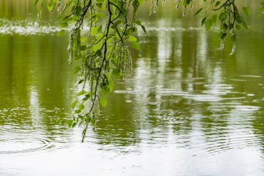 Gölün kıyısında çiçek açarken huş dalı. Huş ağacı dalı (Betula pendula, gümüş huş ağacı, siğilli huş ağacı, Avrupa beyaz huş ağacı) yeşil yapraklar ve catkins ile. Seçici odak