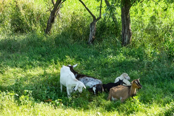 Schafe Und Ziegen Ruhen Sich Schatten Der Bäume Gras Aus — Stockfoto