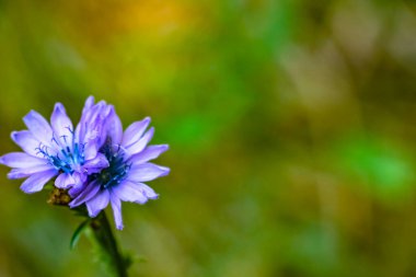 Odaklanmamış arka planda güzel bir hindiba çiçeği. Yüksek kalite fotoğraf. Seçici odak