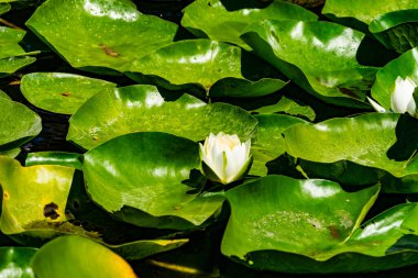 Nilüfer çiçeği ya da nilüfer çiçeği gölette