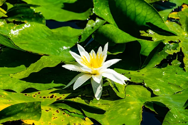 White Water Lotus Flower Blooming Pond — Stock Photo, Image