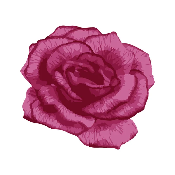 Rosa Flor Planta Floreciente Jardín Rosa Icono Aislado Flor Roja — Archivo Imágenes Vectoriales