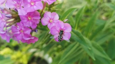 Bahçenin bir dalına yakın plan Phlox paniklemiş (paniklemiş, yaz, sonbahar fenomeni olarak bilinir) ve scaeva pirarastri (hoverfly pied))