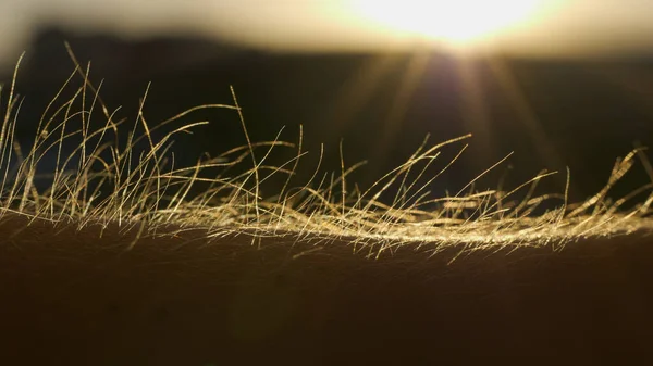 Sunset, Macro, Şehir Arkaplanından Kaz Vuruşları Alınıyor