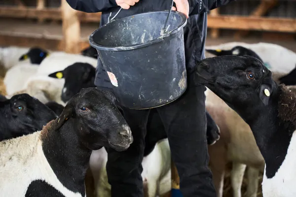 Ağıldaki keçiler, beslenmeleri, konaklamaları