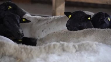 Çiftlikteki kuşhanede koyun var.