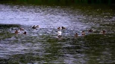 Doğadaki vahşi ördekler suyun üstünde