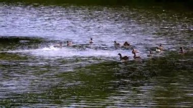 Doğadaki vahşi ördekler suyun üstünde