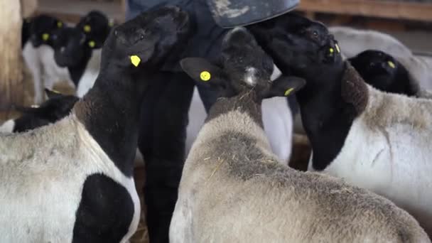 Sheep Aviary Farm — Wideo stockowe