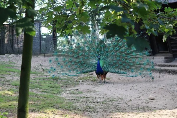 Pássaro Pavão Real Espalhou Sua Cauda Linda Contra Fundo Vegetação — Fotografia de Stock