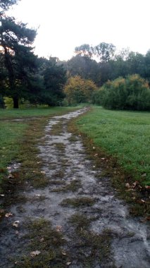 Dağlardaki yeşil orman