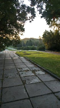 Ormanın güzel manzarası