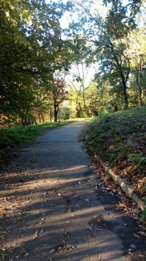 Orman, sonbahar, ağaçlar ve yapraklarla çevrili bir sokak manzarası.