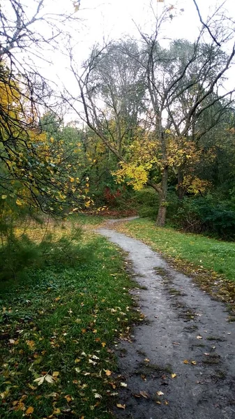 Schöner Herbstwald Der Stadt — Stockfoto