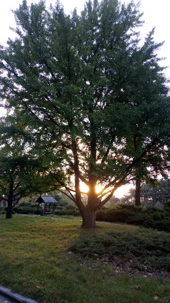 Schöne Landschaft Mit Einem Baum — Stockfoto